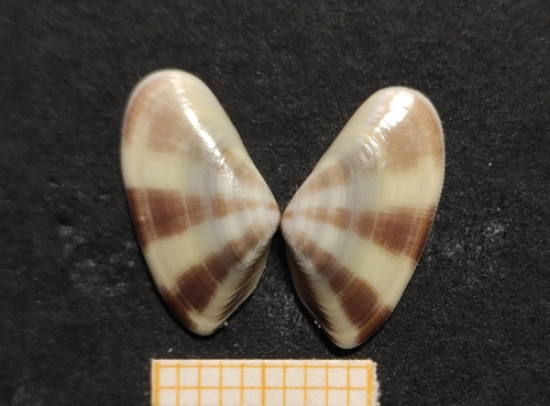 Representative image of Donax venustus