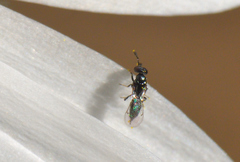 Macroglenes
