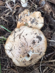 Agaricus bisporus bisporus