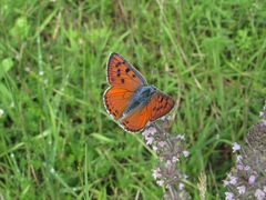 Lycaena alciphron melibaeus