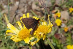 Erebia pluto