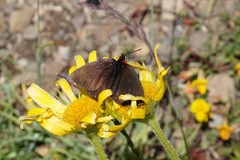 Erebia pluto
