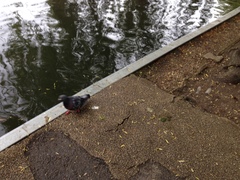 Columba livia domestica