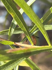 Oncopeltus fasciatus
