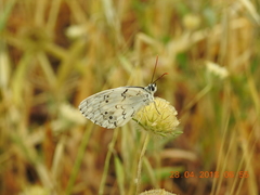 Melanargia titea