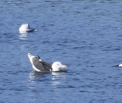 Larus marinus