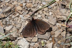 Erebia pluto