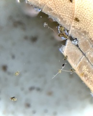 Sminthurinus elegans