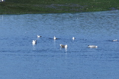 Larus marinus