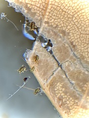 Sminthurinus elegans