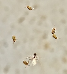 Sminthurinus elegans