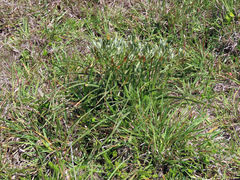 Albuca longifolia