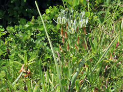 Albuca longifolia