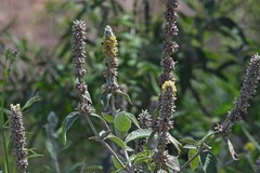 Buddleja stachyoides