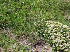Albuca longifolia