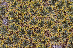 Bolax gummifera