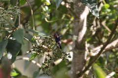 Ramphomicron microrhynchum