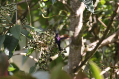 Ramphomicron microrhynchum