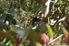 Ramphomicron microrhynchum