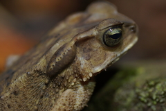 Ingerophrynus celebensis