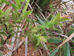 Aspalathus cordata