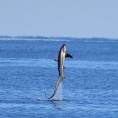 Fox Shark photo 1