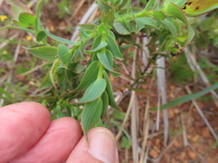 Aspalathus cordata
