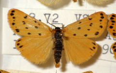 Setina