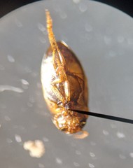 Hydroglyphus signatellus