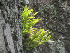 Liparis condylobulbon