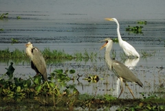 Ardea cinerea