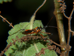 Cosmolestes pictus