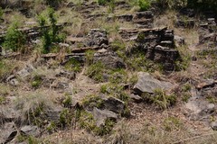 Xerophyta adendorffii