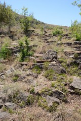 Xerophyta adendorffii