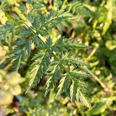 Anthriscus sylvestris