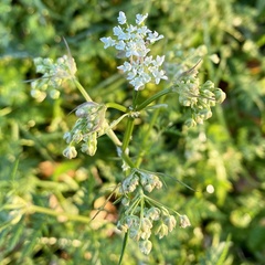 Anthriscus sylvestris