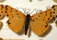 Setina