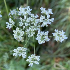 Anthriscus sylvestris