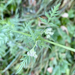 Anthriscus sylvestris