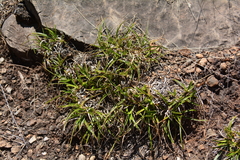 Xerophyta adendorffii