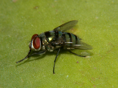 Calliphoridae image