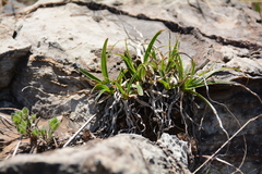 Xerophyta adendorffii