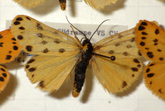 Setina