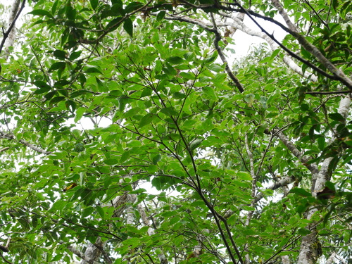 Cornus kousa