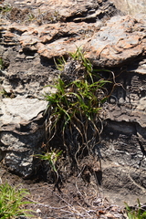 Xerophyta adendorffii