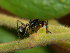 Camponotus mayri