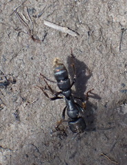 Bothroponera laevissima