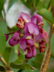 Securidaca longepedunculata