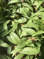 Erythronium americanum