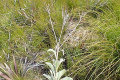 Senecio crenatus
